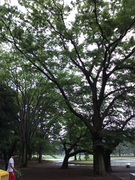 shinjuku_20120724_01.jpg