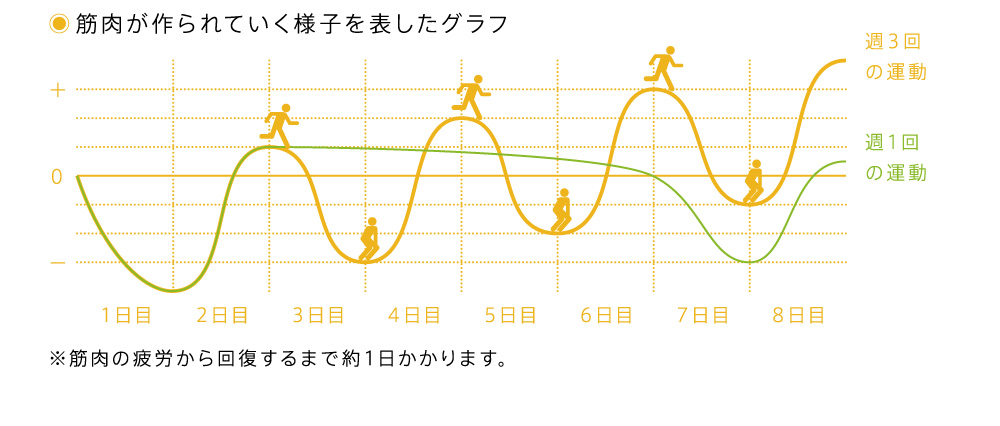 筋肉が作られていく様子